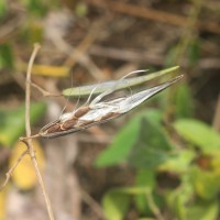 Gymnema sylvestre (Retz.) R.Br. ex Sm.